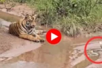 किंग कोब्रा आणि वाघ समोरासमोर कोण ठरले सरस, एकदा व्हिडिओ पहाच, cobra and tiger viral video