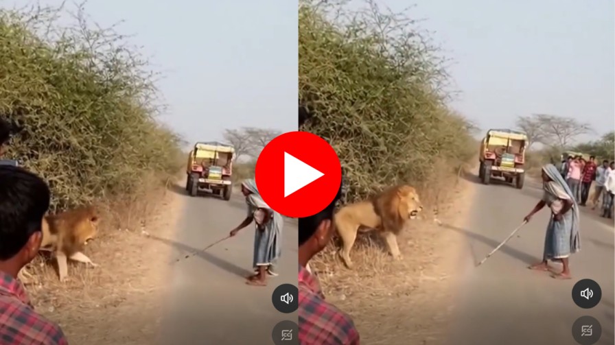 आजी जोमात सिंह कोमात! Video झाला प्रचंड व्हायरल आजी जोमात सिंह कोमात! Video झाला प्रचंड व्हायरल